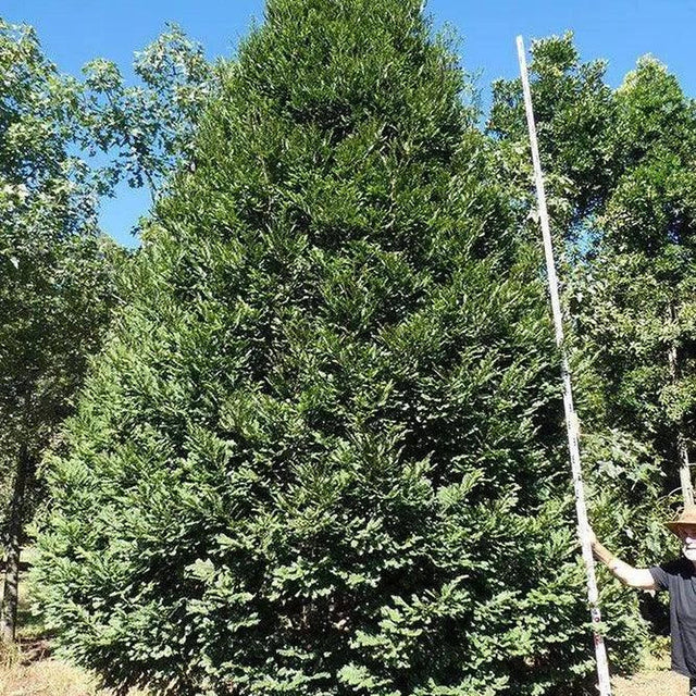 PRUMNOPITYS ladei (Mt. Spurgeon Black Pine) - Ex Ground-Conifer,Evergreen,Ex Ground,Moderate Water,Native,Outdoor,Partial Shade,Slow Growing-Nursery Near Me