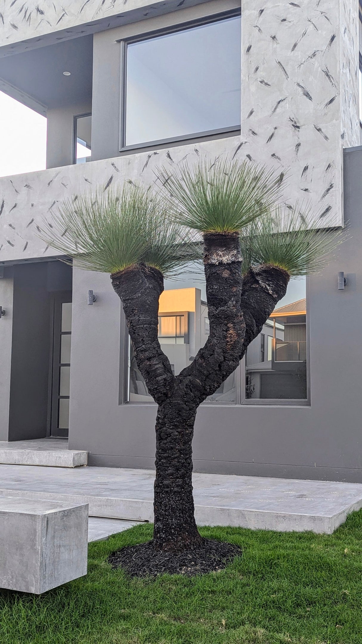 Grass Tree - Xanthorrhoea glauca - Brisbane Plant Nursery