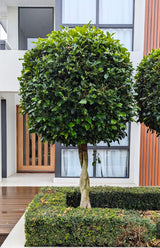 Hills Weeping Fig Tree - Ficus microcarpa hillii