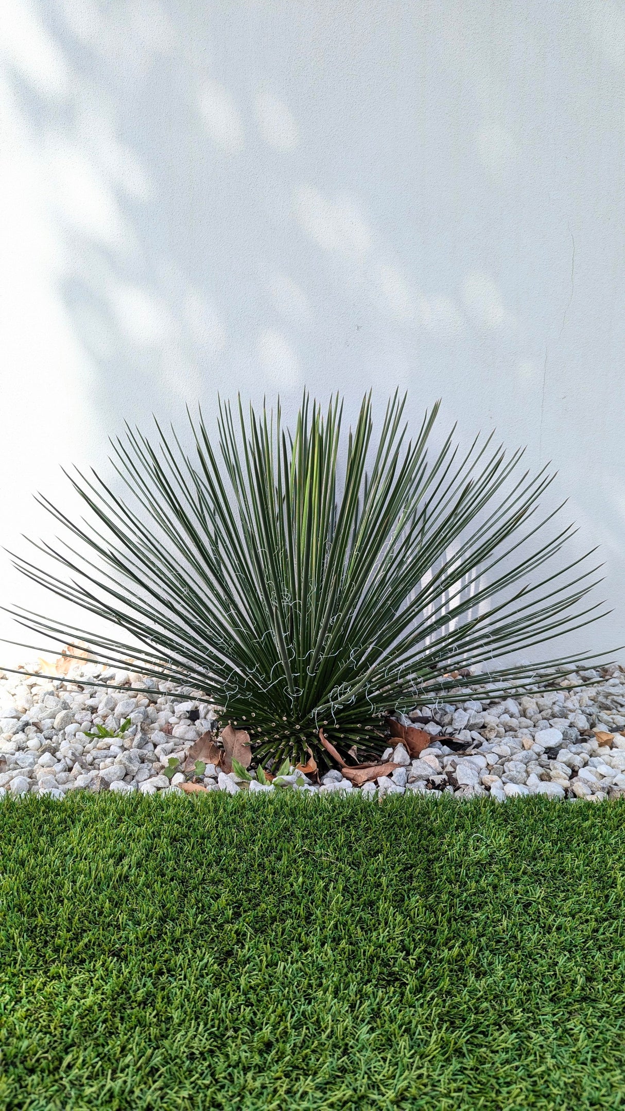 Twin flowered Agave - Agave geminiflora