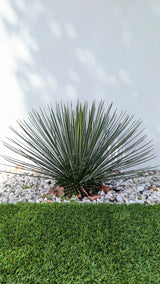 Twin flowered Agave - Agave geminiflora