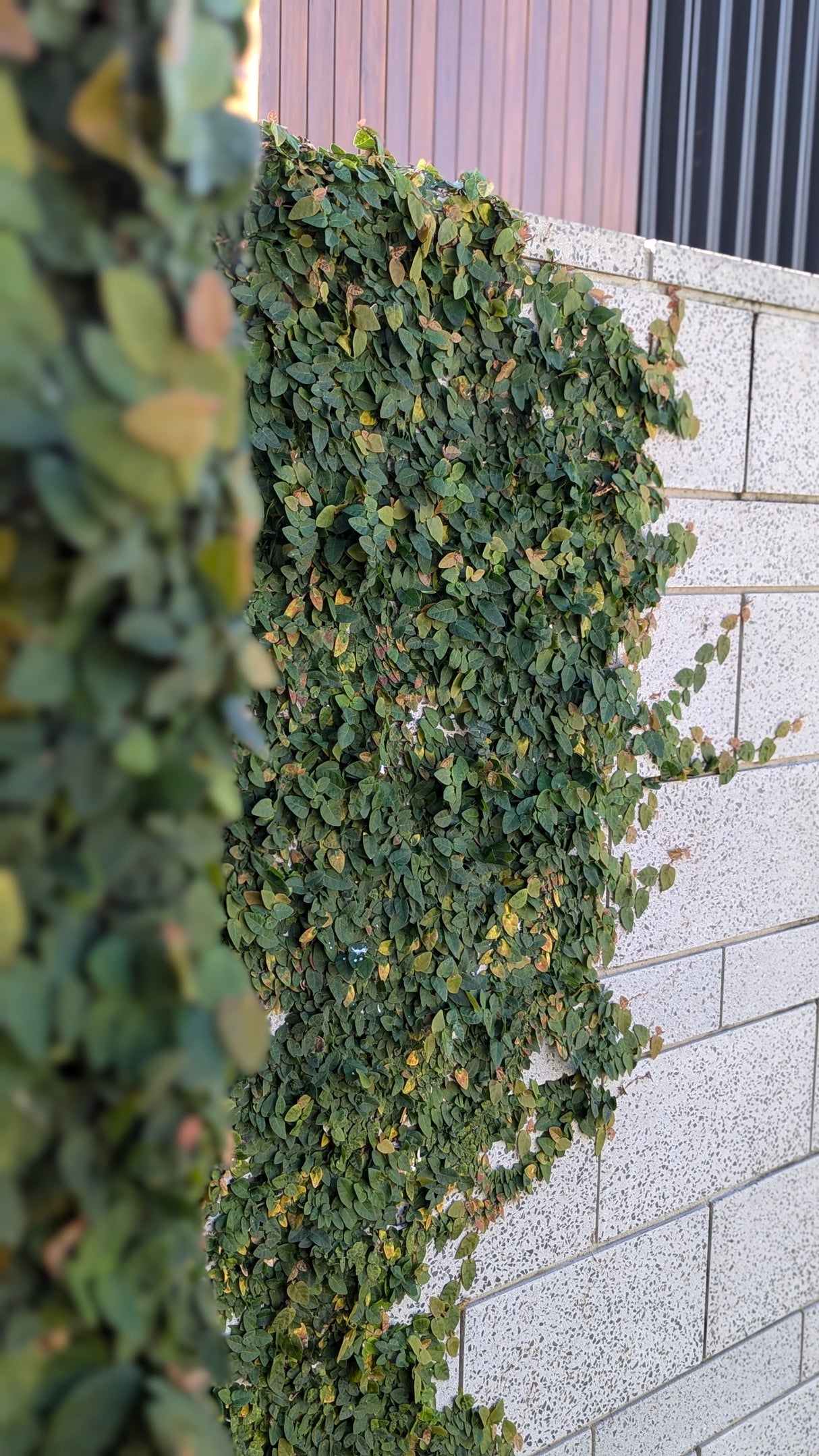 Climbing Fig - Ficus pumila - Brisbane Plant Nursery