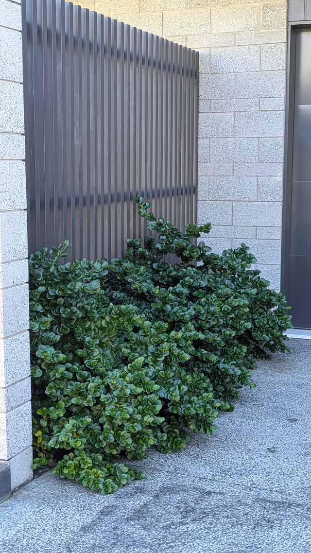 Desert Star - Carissa macrocarpa - Brisbane Plant Nursery