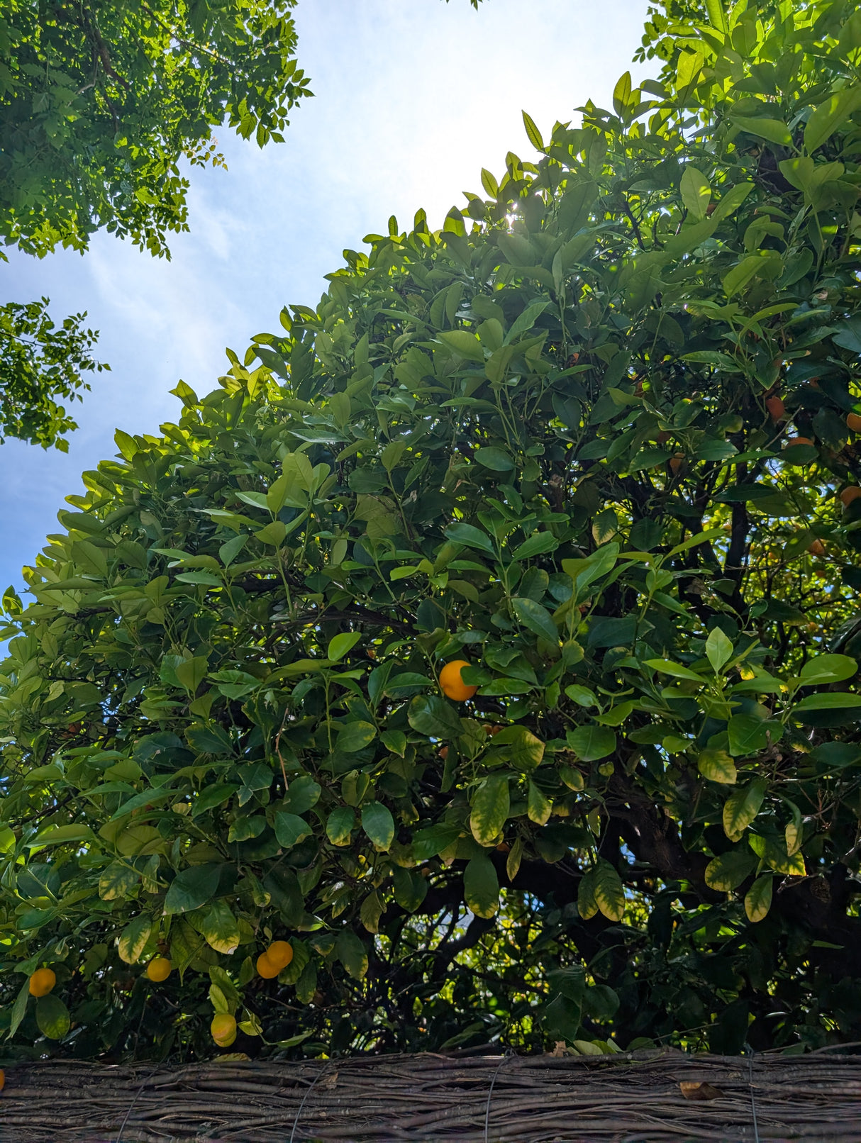 Kumquat Tree - Fortunella japonica