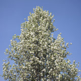 PYRUS calleryana "Callery Pear" (Ornamental Pear) - Ex Ground-Deciduous,Ex Ground,Full Sun,Moderate Growing,Moderate Water,Ornamental,Outdoor,Tree-Nursery Near Me