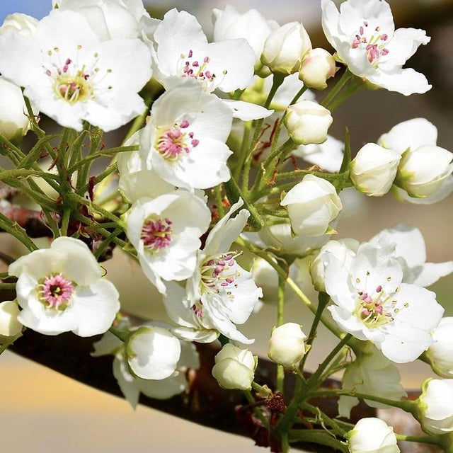 Close-up of white blossoms with pink stamens and buds on a PYRUS calleryana (Ornamental Pear) - Ex Ground branch, enhancing your landscape instantly.