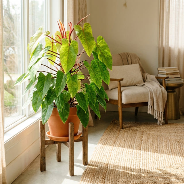 A Painted Lady Philodendron - Philodendron Painted Lady flourishes by a sunny window in a cozy living room, paired with a comfy chair and woven rug.