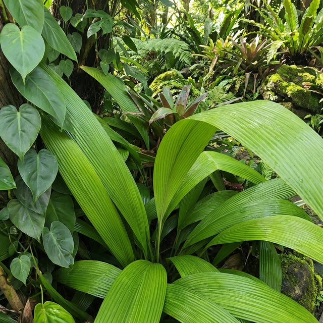 palm grass plant care Palm Grass - Molineria capitulata 'Curculigo recurvata'