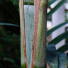 Pamba Palm