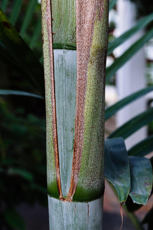 Pamba Palm - Dypsis pembana-Evergreen,Full Sun,Moderate Water,Outdoor,Palm,Slow Growing,Tropical-Nursery Near Me