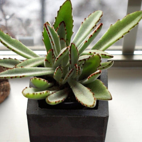 Panda Plant - Kalanchoe tomentosa-Evergreen,Full Shade,Indoor,Low Water,Ornamental,Slow Growing,Succulent-Nursery Near Me