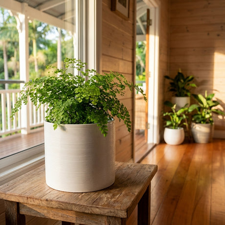 A green fern in the Panna Glazed Indoor Pot sits on a wooden table by a sunny window, surrounded by more plants in a cozy wooden room. Available in various sizes.
