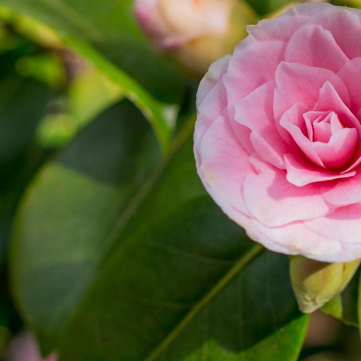 Paradise Blush Camellia - Camellia sasanqua 'Paradise Blush'-Evergreen,Flowering,Moderate Water,Ornamental,Outdoor,Partial Shade,Slow Growing-Nursery Near Me