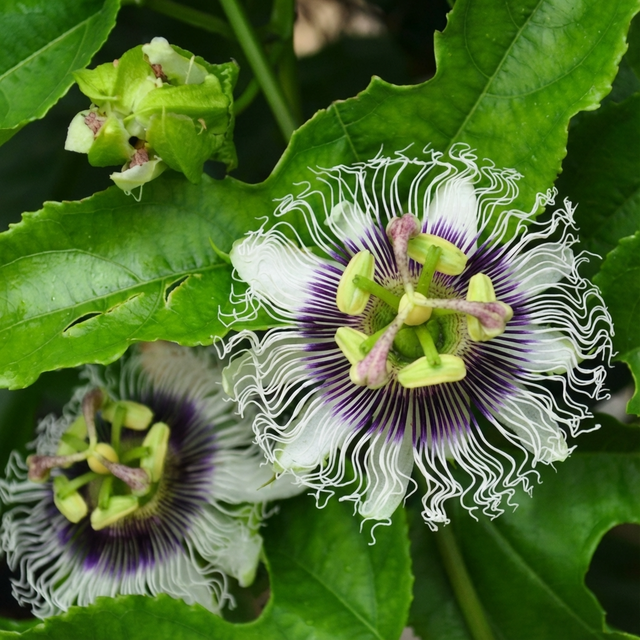 A close-up of Passionfruit ‘Panama Gold’ (Passiflora edulis × flavicarpa) shows blooming white and purple flowers with intricate filaments among green leaves—soon to bear golden-yellow fruit.