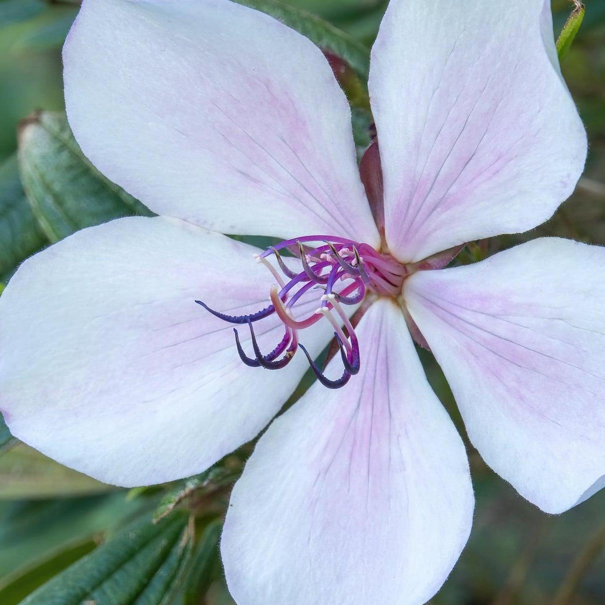 Peace Baby Tibouchina - Tibouchina 'Peace Baby'-Evergreen,Flowering,Moderate Growing,Moderate Water,Outdoor,Partial Shade,Shrub-Nursery Near Me