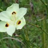 Peacock Flower - Dietes bicolor-Evergreen,Flowering,Full Sun,Moderate Growing,Moderate Water,Ornamental,Outdoor-Nursery Near Me