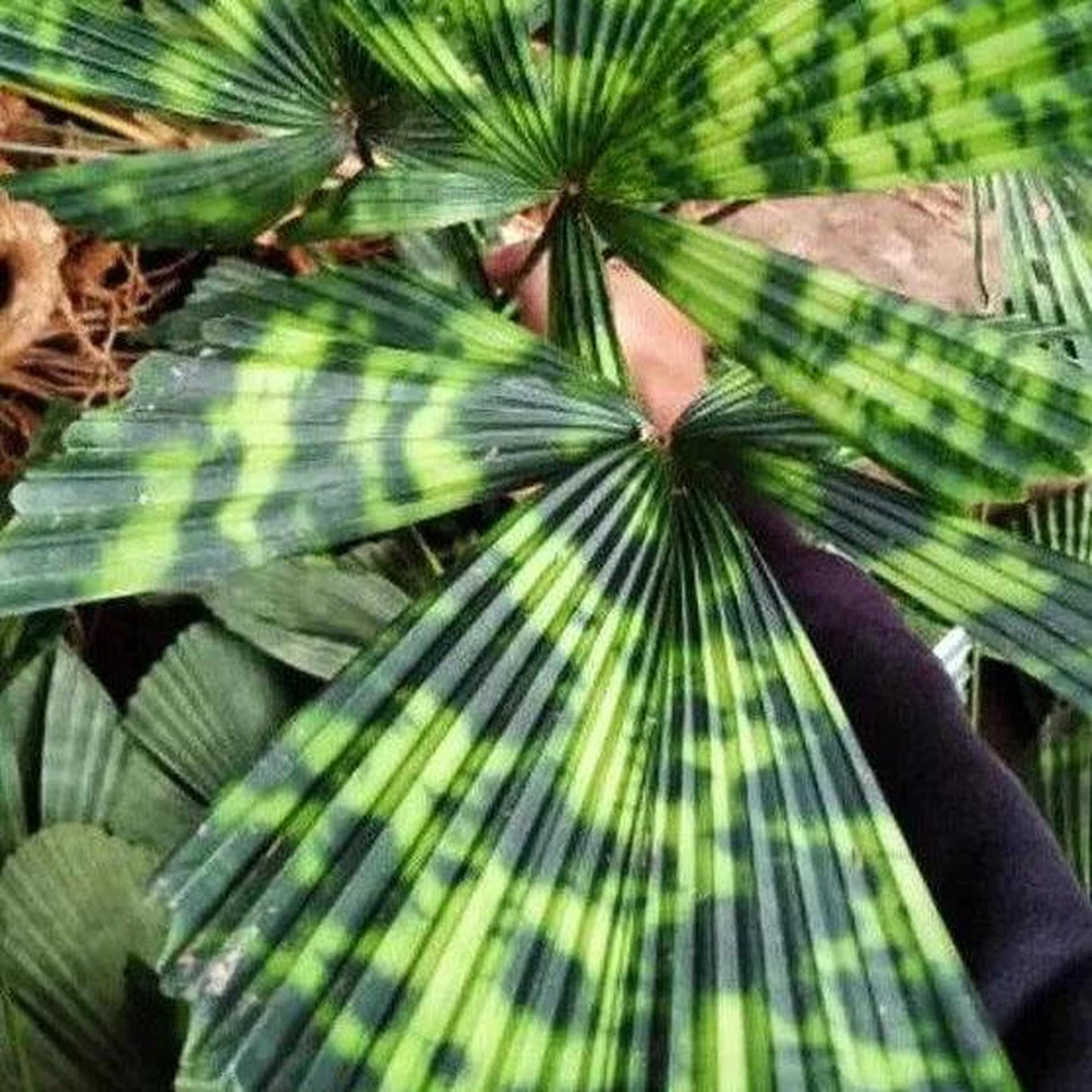 Peacock Licuala - Licuala sp. Kalimantan-Evergreen,High Water,Outdoor,Palm,Partial Shade,Slow Growing,Tropical-Nursery Near Me