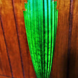 Peacock Licuala - Licuala sp. Kalimantan-Evergreen,High Water,Outdoor,Palm,Partial Shade,Slow Growing,Tropical-Nursery Near Me