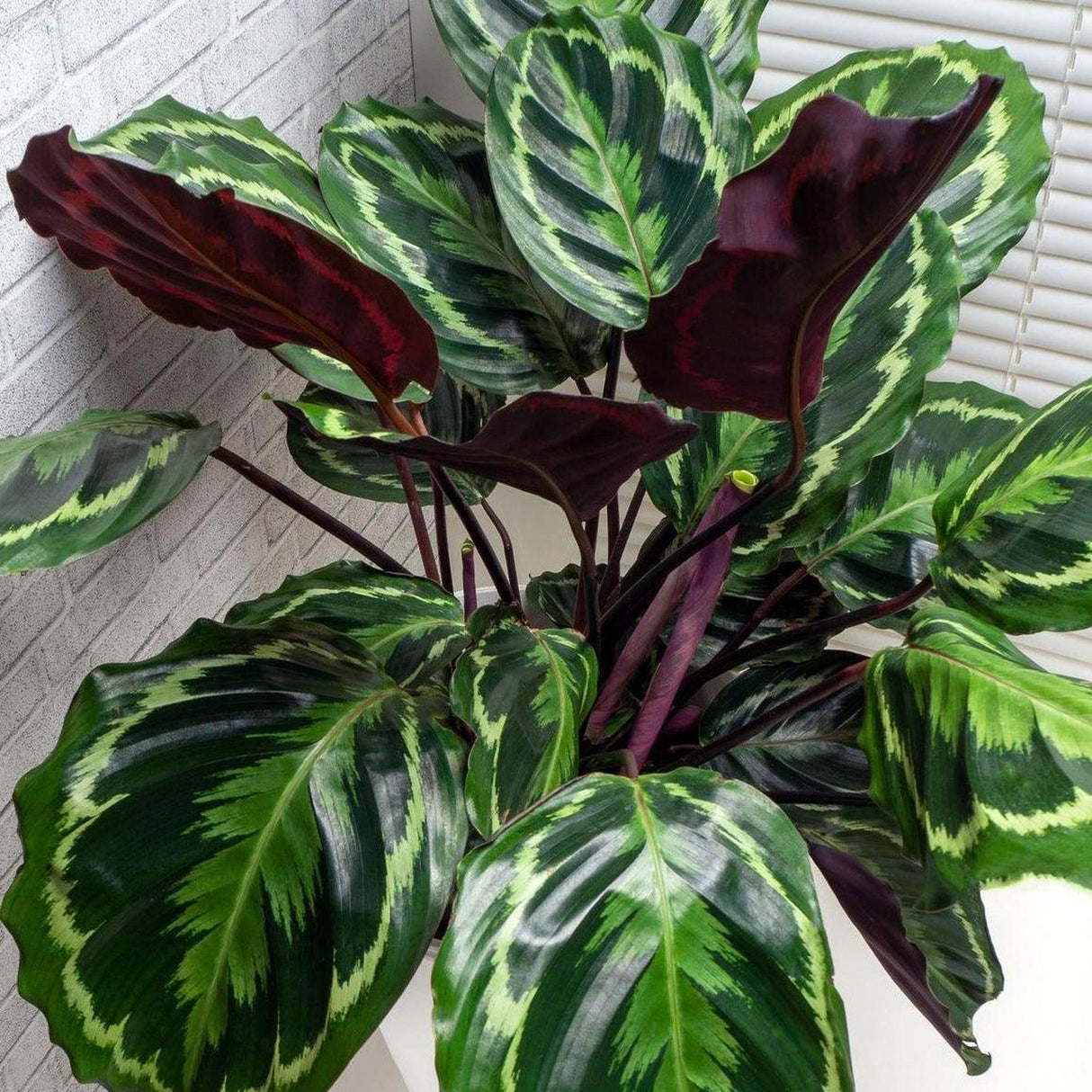 Peacock Plant Calathea - Calathea roseopicta 'Illustris'-Evergreen,Indoor,Moderate Water,Ornamental,Partial Shade,Slow Growing,Tropical-Nursery Near Me