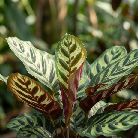 The Peacock Plant - Calathea makoyana features green and maroon leaves with striking patterns, thrives in natural sunlight, and purifies the air—making it a stunning indoor addition to any space.