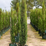 Pencil Pine - Cupressus sempervirens 'Nitschke's Needles'-Conifer,Evergreen,Full Sun,Moderate Water,Outdoor,Screening,Slow Growing-Nursery Near Me