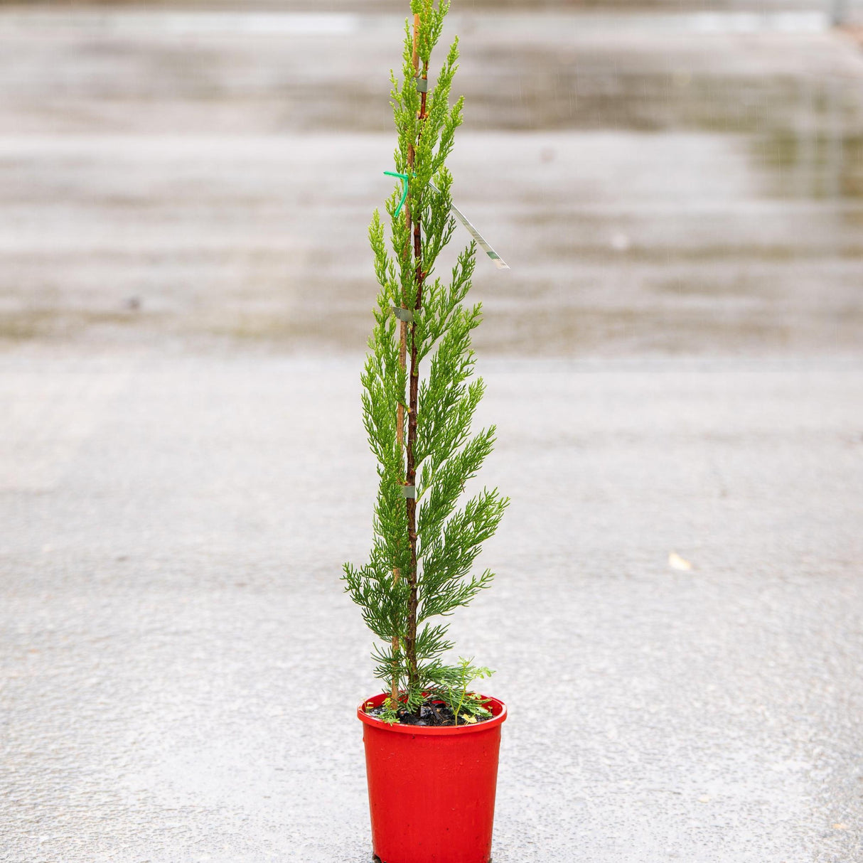 Pencil Pine - Cupressus sempervirens 'Nitschke's Needles'-Conifer,Evergreen,Full Sun,Moderate Water,Outdoor,Screening,Slow Growing-Nursery Near Me