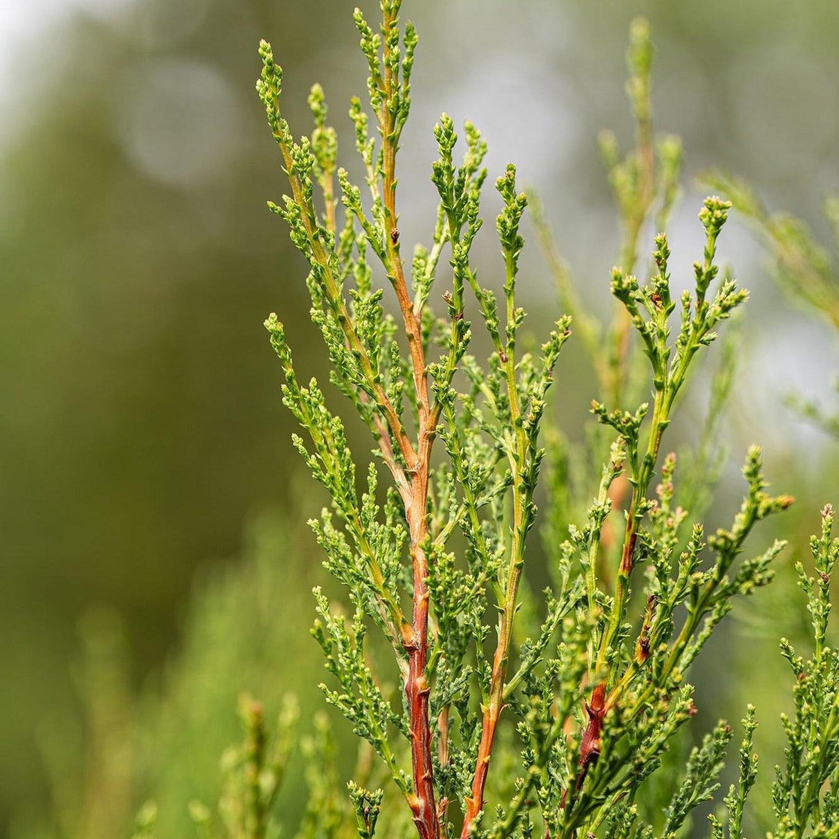 Pencil Pine - Cupressus sempervirens 'Nitschke's Needles'-Conifer,Evergreen,Full Sun,Moderate Water,Outdoor,Screening,Slow Growing-Nursery Near Me