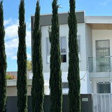 Pencil Pine - Cupressus sempervirens 'Nitschke's Needles'-Conifer,Evergreen,Full Sun,Moderate Water,Outdoor,Screening,Slow Growing-Nursery Near Me