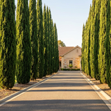 A driveway lined with Pencil Pine - Cupressus sempervirens 'Nitschke's Needles' offers year-round privacy as it leads to a house with a tiled roof on a sunny day.