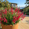 Penstemon ‘Port Wine’
