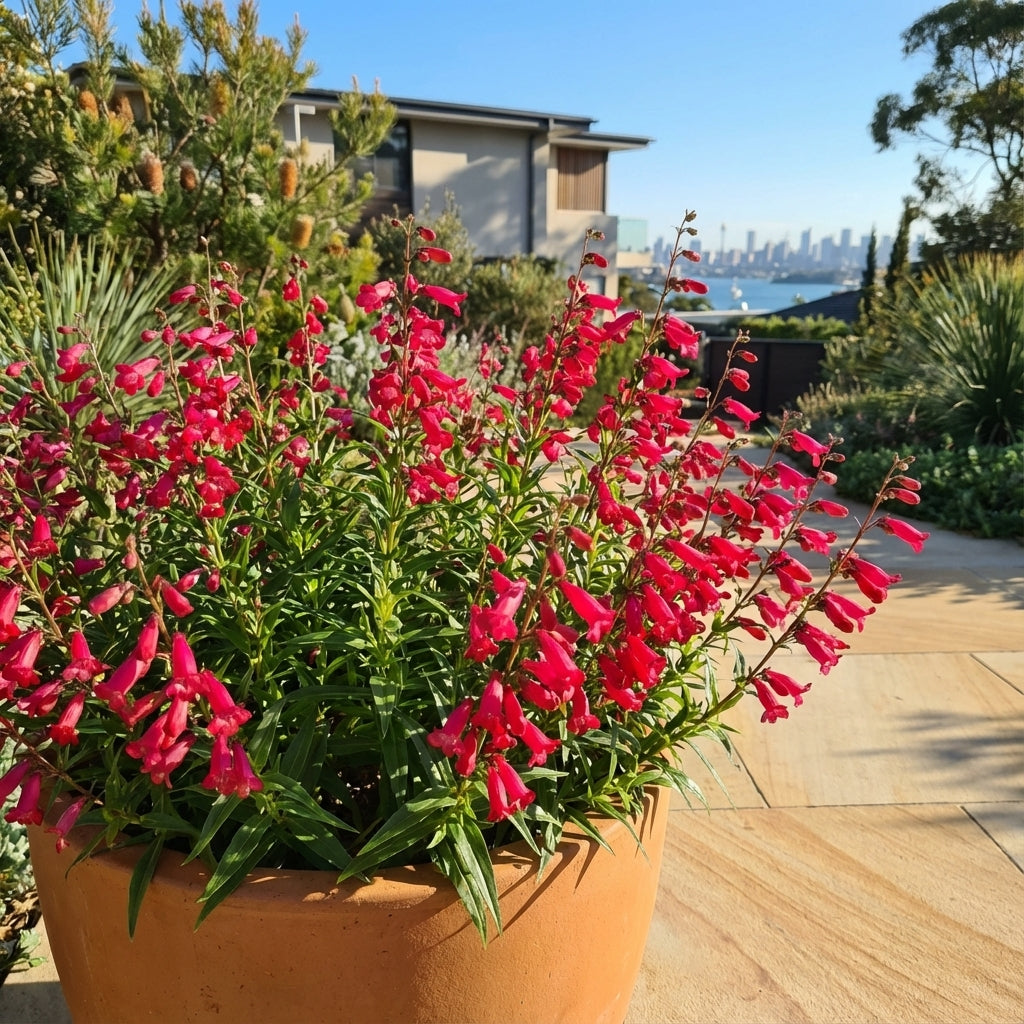 A terracotta pot with Penstemon ‘Port Wine’ blooms brightly on a sunny patio, city skyline in the background.