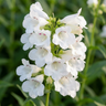Penstemon ‘Swan Lake’