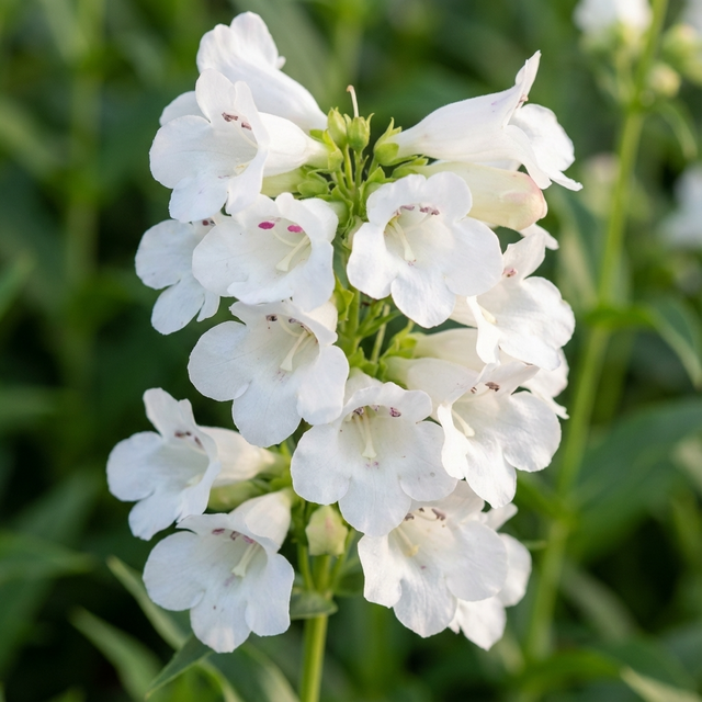 Penstemon ‘Swan Lake’ features clusters of white, tubular flowers on green stems, creating a striking white perennial display against blurred green foliage.