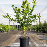 Persian Lime Tree - Citrus latifolia-Evergreen,Fruiting,Full Sun,Moderate Growing,Moderate Water,Outdoor,Tree-Nursery Near Me