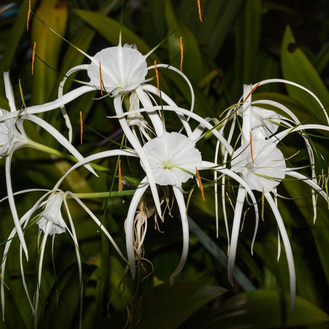 Peruvian Daffodil - Hymenocallis speciosa-Deciduous,Flowering,Moderate Water,Outdoor,Partial Shade,Slow Growing,Tropical-Nursery Near Me