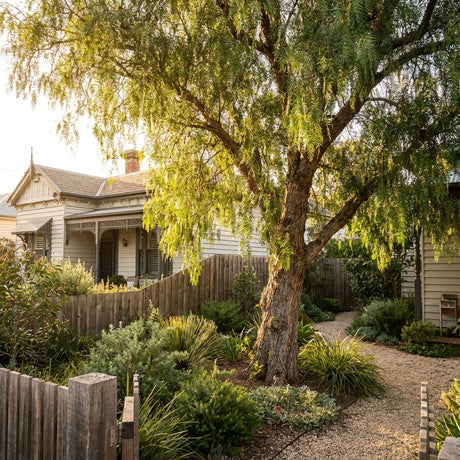 Lush Mediterranean-style garden featuring a large Peruvian Pepper Tree (Schinus areira) and gravel path leading to a charming house with a wooden fence.