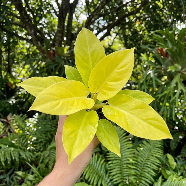 philodendron xanadu golden care Philodendron 'Xanadu Gold' - Philodendron 'Xanadu Gold'