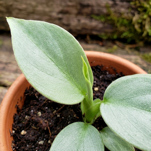 Close-up of a potted Silver Sword Philodendron - Philodendron hastatum 'Silver Sword', showing its thick green and silver-blue foliage with a new leaf unfurling.