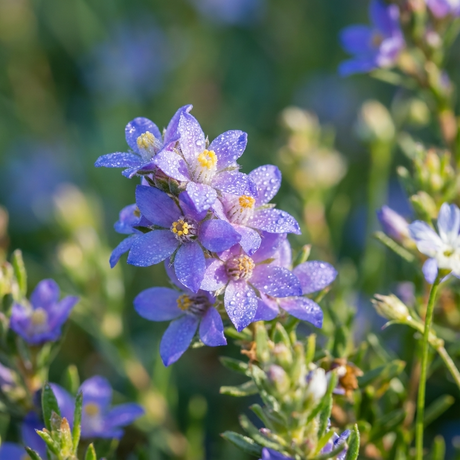 A cluster of Blue Wax Flower (Philotheca nodiflora), an Australian native shrub, sparkles with dewdrops among green leaves in gentle sunlight.