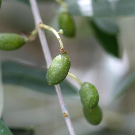 Picual Olive Tree - Olea europaea 'Picual'-Evergreen,Fruiting,Full Sun,Low Water,Moderate Growing,Outdoor,Tree-Nursery Near Me