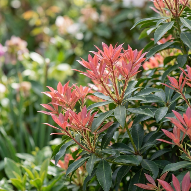 Lily of the Valley Bush - Pieris japonica features pinkish-red young leaves and mature dark green foliage, adding vibrant color and lushness to your garden.