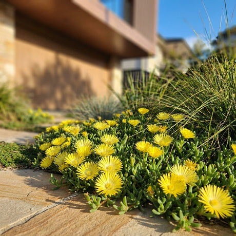 Pigface - Mesembryanthemum yellow displays vibrant yellow blooms and lush green foliage as a succulent groundcover, thriving in sunlight beside a house and offering a colorful, drought-tolerant addition to any garden.