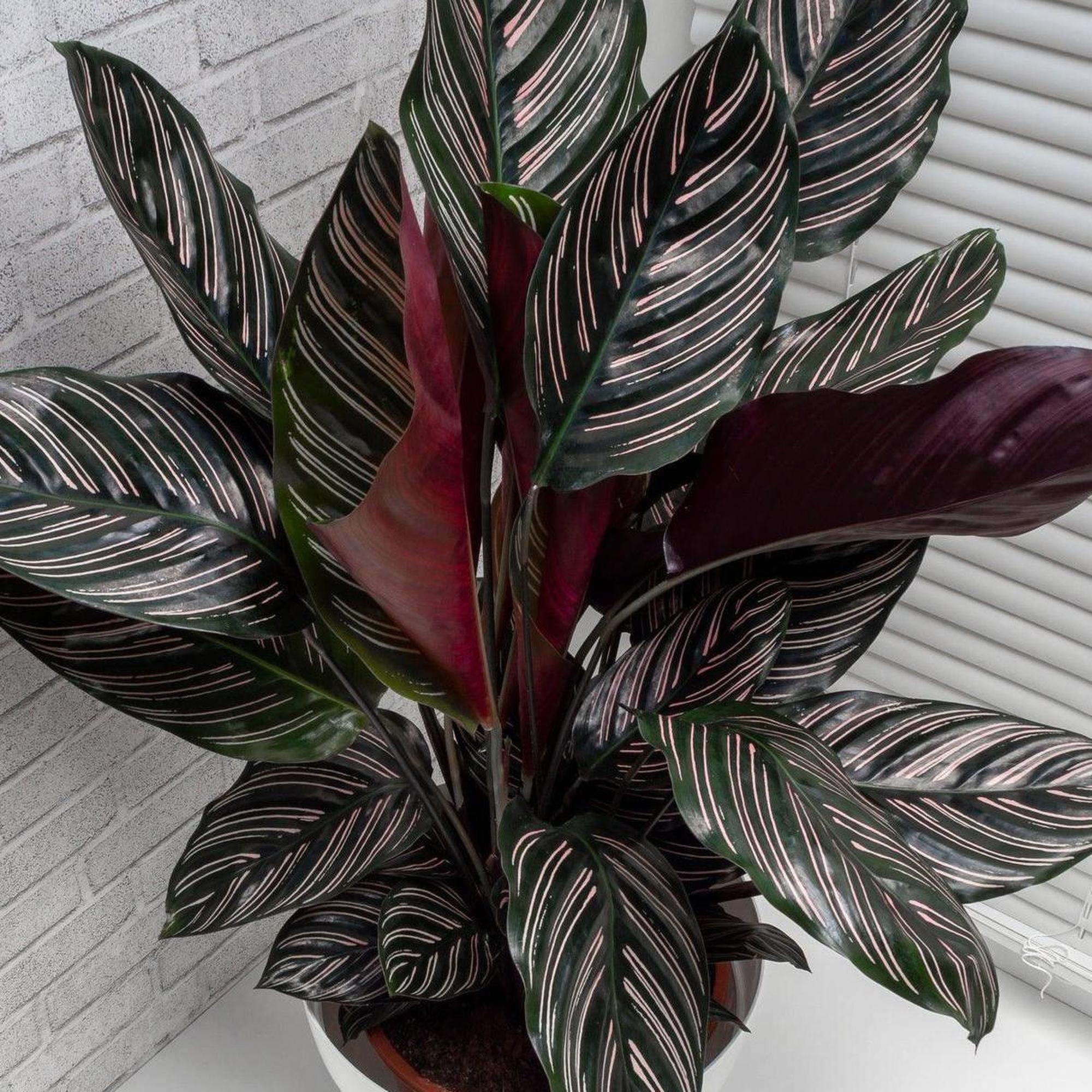 calathea with pink stripes Pin Stripe Calathea - Calathea ornata 'Sanderiana'
