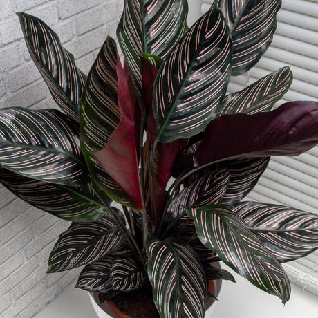 Pin Stripe Calathea - Calathea ornata 'Sanderiana'-Evergreen,Indoor,Moderate Water,Ornamental,Partial Shade,Slow Growing,Tropical-Nursery Near Me