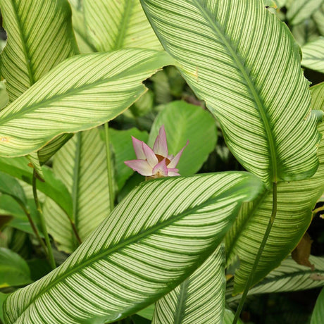 Pink Bicajoux Calathea - Calathea 'Bicajoux Pink'-Evergreen,Flowering,Indoor,Moderate Water,Partial Shade,Slow Growing,Tropical-Nursery Near Me