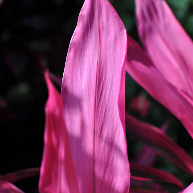 Pink Champion Cordyline - Cordyline fruticosa 'Pink Champion'-Evergreen,Moderate Growing,Moderate Water,Ornamental,Outdoor,Partial Shade,Tropical-Nursery Near Me