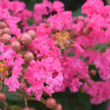 Pink Crepe Myrtle - Lagerstroemia 'Zuni'-Deciduous,Flowering,Full Sun,Moderate Growing,Moderate Water,Ornamental,Outdoor,Shrub-Nursery Near Me