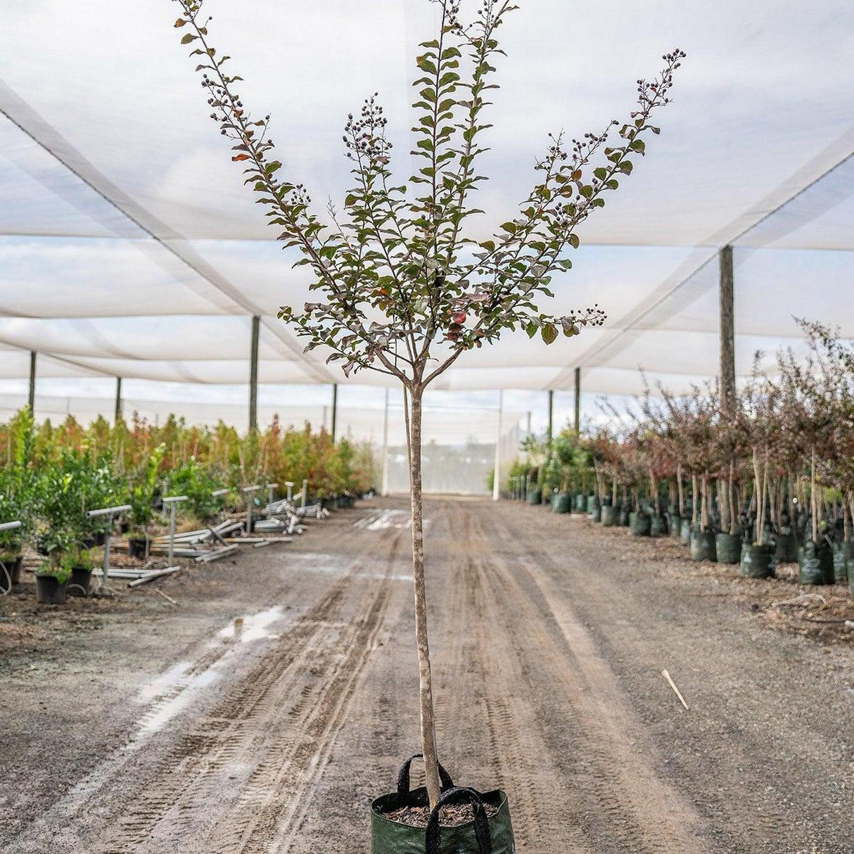 A Pink Crepe Myrtle - Lagerstroemia 'Zuni' flowering tree stands on a dirt path in a nursery with rows of plants and shade netting overhead; this variety is noted for its drought tolerance.