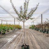 A Pink Crepe Myrtle - Lagerstroemia 'Zuni' flowering tree stands on a dirt path in a nursery with rows of plants and shade netting overhead; this variety is noted for its drought tolerance.