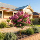 Lagerstroemia 'Zuni' Pink Crepe Myrtle, a drought-tolerant flowering tree, showcases vibrant pink blooms in the front garden of a yellow house with a porch on a sunny day.
